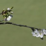 写真句：山桜小枝
