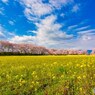嗚呼　藤原京の春