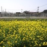 写真エッセイ：春の花たち17：菜の花と山桜：NTW273