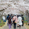 おの桜つづみ回廊