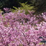 春9(春の花3)