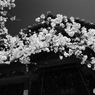 Monochrome of "SAKURA"