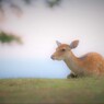 若草山の涼しげな顔