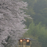 桜雨-1