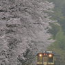 桜雨-2