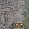 桜雨-3