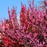 花桃