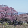 弘法桜