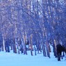 MORNING ON LADY MOOSE