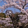 彦根城内濠　桜寸景　３