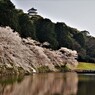 彦根城内濠　桜寸景　６