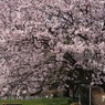写真エッセイ：街なか公園の桜１