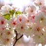 見納め桜