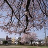 写真歌：街なか公園の桜２：NTW275
