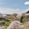 弘法桜 満開