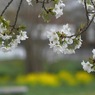 写真句：山桜