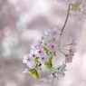 さくら