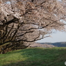 福生市多摩川堤防１