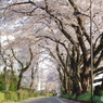 福生市多摩川堤防3
