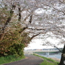 福生市多摩川堤防4