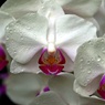 魅惑の花①