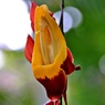 魅惑の花④