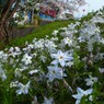 桜に負けてない