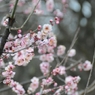 春はすぐそこに