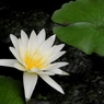 沼に咲く一輪の華