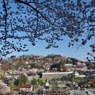 城址の桜
