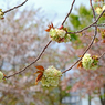 御衣黄桜 ①それぞれの枝先に