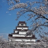 鶴ヶ城 満開