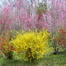 春11(春の花4)