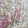 春11(春の花4)