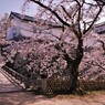彦根城春散歩　西の丸三重櫓　10