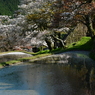 三多気の花筏。