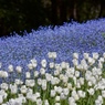 White & Blue