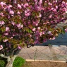 八重桜