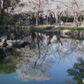 靖国神社 神池庭園２