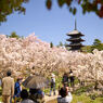 仁和寺の桜。