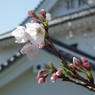 城に桜