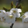 写真歌：山桜花