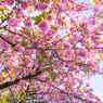 八重桜