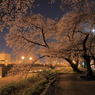 足羽川夜桜１
