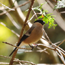 ウソ　♀