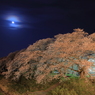 足羽川夜桜４