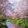 忍野の春２