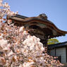 御室桜と勅使門。