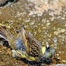 水浴び中②