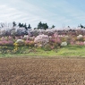 秘密の花園